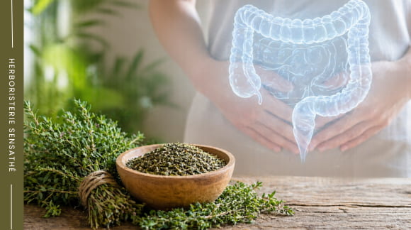 Thym séché en vrac avec illustration du système digestif pour le confort intestinal et la constipation